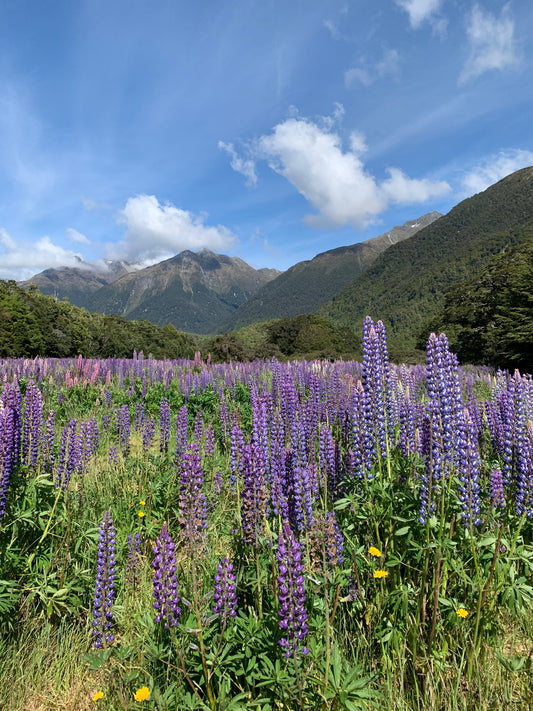 A two week tour of New Zealand's beautiful South Island (Part 2)